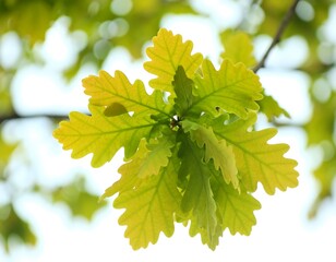 Fresh oak leaves on a branch