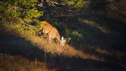 a young roe buck, a yearling, in the sunrise on a mountain meadow at a autumn morning