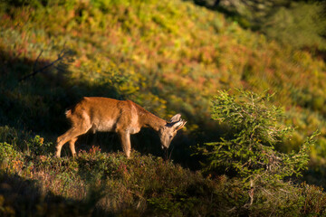 a young roe buck, a yearling, in the sunrise on a mountain meadow at a autumn morning