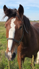 Obraz premium Beautiful brown horse with long mane stands prominently in natural landscape during light