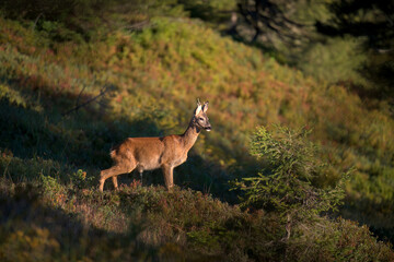 a young roe buck, a yearling, in the sunrise on a mountain meadow at a autumn morning