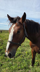 Fototapeta premium Beautiful brown horse with long mane stands prominently in natural landscape during light
