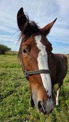 Fototapeta premium Beautiful brown horse with long mane stands prominently in natural landscape during light