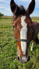 Obraz premium Group of young horses on the pasture