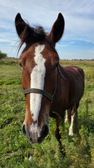 Obraz premium Beautiful brown horse with long mane stands prominently in natural landscape during light