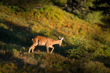 a young roe buck, a yearling, in the sunrise on a mountain meadow at a autumn morning