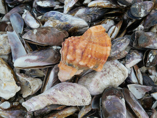 Broken black mussels shells and seashells  lying ontop of each other with .