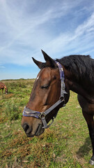 Obraz premium Beautiful brown horse with long mane stands prominently in natural landscape during light