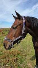 Obraz premium Beautiful brown horse with long mane stands prominently in natural landscape during light