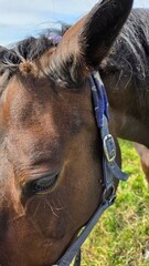 Beautiful brown horse with long mane stands prominently in natural landscape during light
