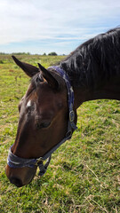 Beautiful brown horse with long mane stands prominently in natural landscape during light