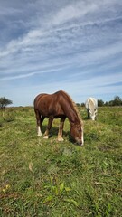 Group of young horses on the pasture