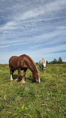 Group of young horses on the pasture