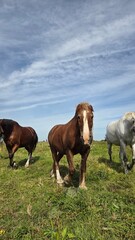 Obraz premium Group of three young horses on the pasture