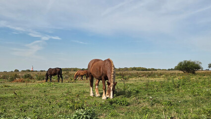 Group of young horses on the pasture. Brown Quarter Horses In A Field