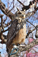 大阪城の木兎