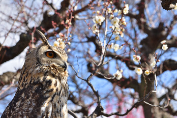 大阪城の木兎