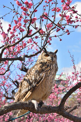 大阪城の木兎