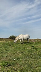 Group of young horses on the pasture