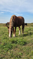 Fototapeta premium Thoroughbred horse mare on pasture. Farm animal