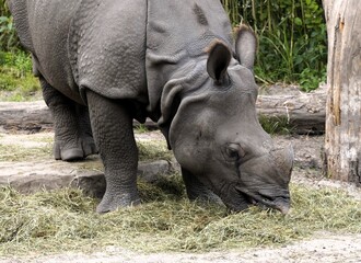 Naklejka premium Close up of an Indian rhinoceros (Rhinoceros unicornis) eating hay from the ground in an Asian forest