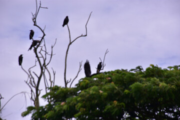 Solitary crow sitting peacefully on green leafy tree branch under clear blue morning sky