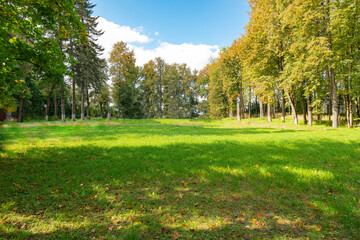 lawn with green grass and fallen autumn leaves in the park, lawn
