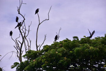 Solitary crow sitting peacefully on green leafy tree branch under clear blue morning sky