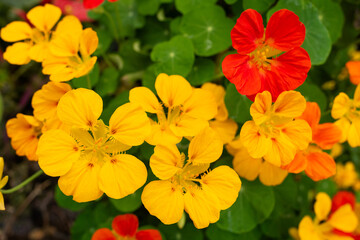 ナスタチウムの花