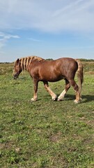 Group of young horses on the pasture