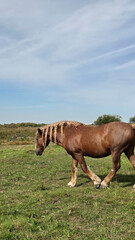 Group of young horses on the pasture