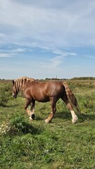 Group of young horses on the pasture