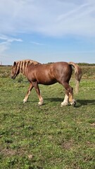 Group of young horses on the pasture