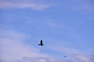 Fototapeta premium Wild crows flying together above tropical riverside forest landscape with tall green trees