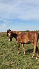 Group of young horses on the pasture
