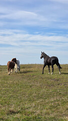 Group of young horses on the pasture