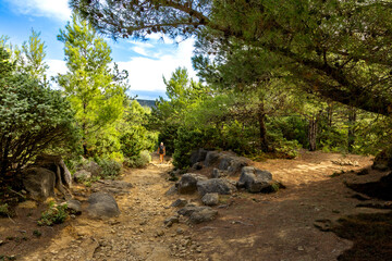 A path leading through a dense forest towards Podsilo Beach on the island of Rab, sand dunes,...