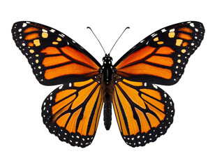 Fototapeta premium Side View Monarch Butterfly with Partially Open Wings, Isolated PNG