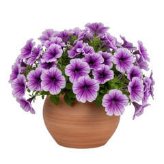 Purple and white petunias in a terracotta pot isolated on transparent background