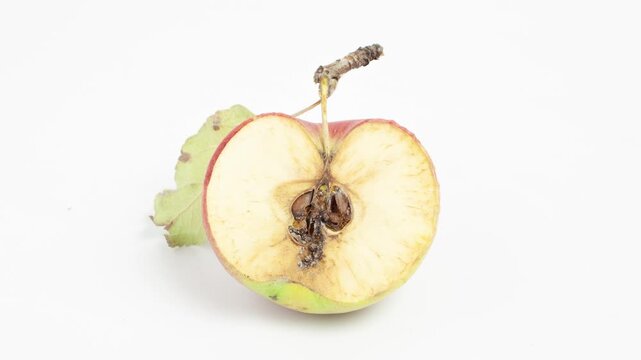 Rotting, decomposing apples on a gray background