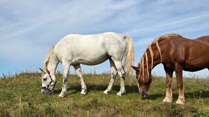 Wild horses in the outdoor. Farm animal. 