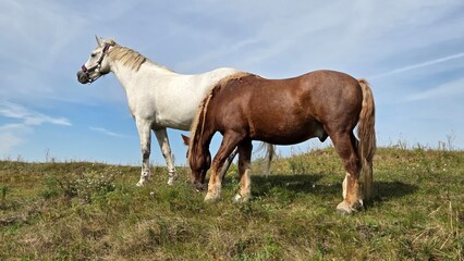 Obraz premium Wild horses in the outdoor. Farm animal. 