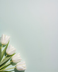 Fototapeta premium Serene Petals: A bouquet of pristine white tulip blooms, set against a gentle teal backdrop, casts delicate shadows in a modern minimalist composition, exuding purity and elegance.