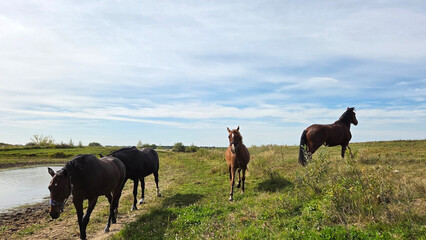 Group of young horses on the pasture
