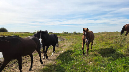 Group of young horses on the pasture