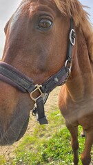 Beautiful brown horse with long mane stands prominently in natural landscape during light