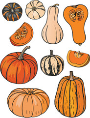 Various pumpkins and squash in different shapes and colors gourd autumn