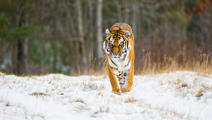 A powerful wild tiger strides alone across the snow, surrounded by frosty grass and forest, its piercing gaze and vibrant fur highlighting the beauty of nature and wildlife.