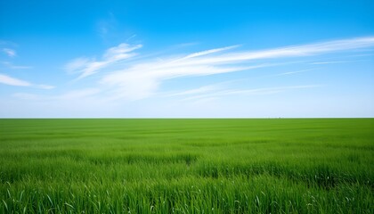 Obraz premium Vast expanse of vibrant green grass field under a clear blue sky with wispy clouds.