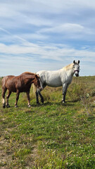 Obraz premium Thoroughbred horse mare on pasture. Farm animal. Pair of Horses in pasture
